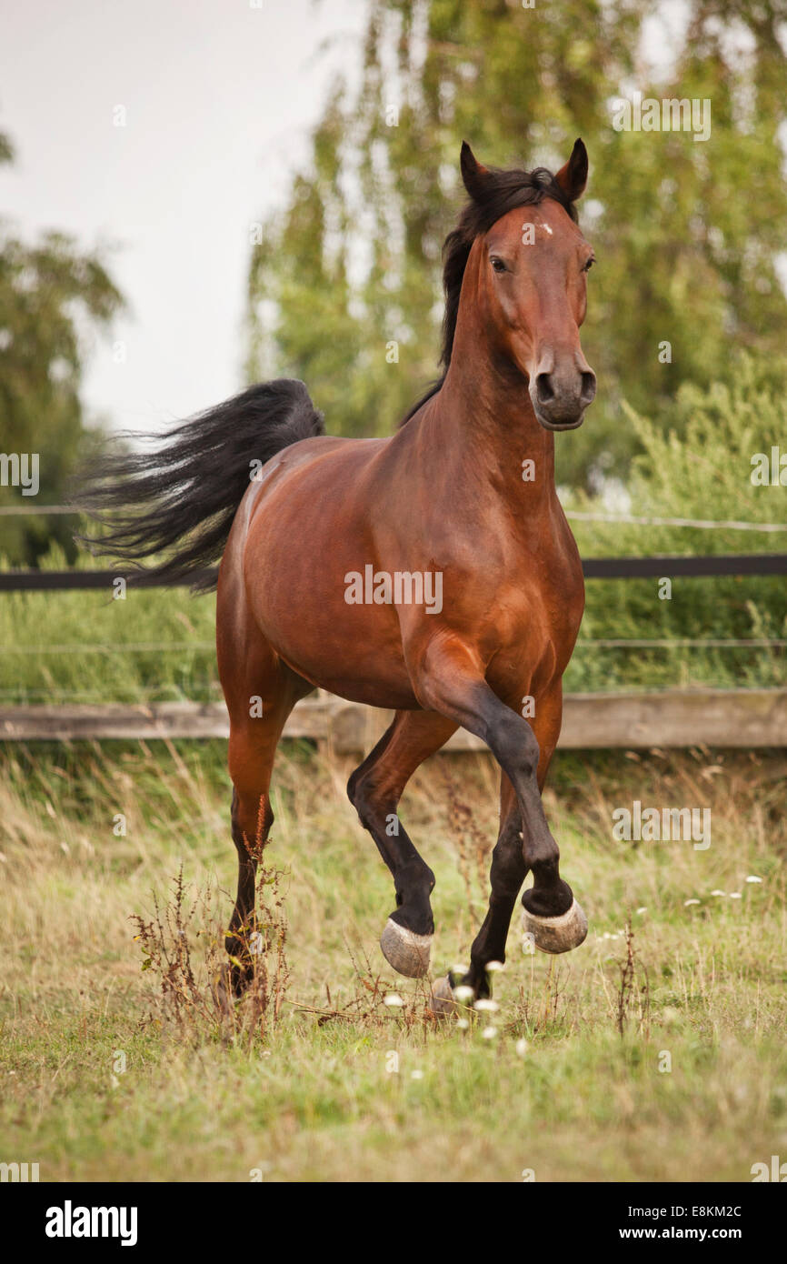 Hongre andalou, Bay, au trot, on meadow Banque D'Images