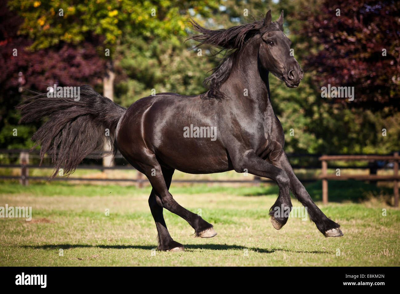 Cheval frison, noir, Bai, au galop on meadow Banque D'Images