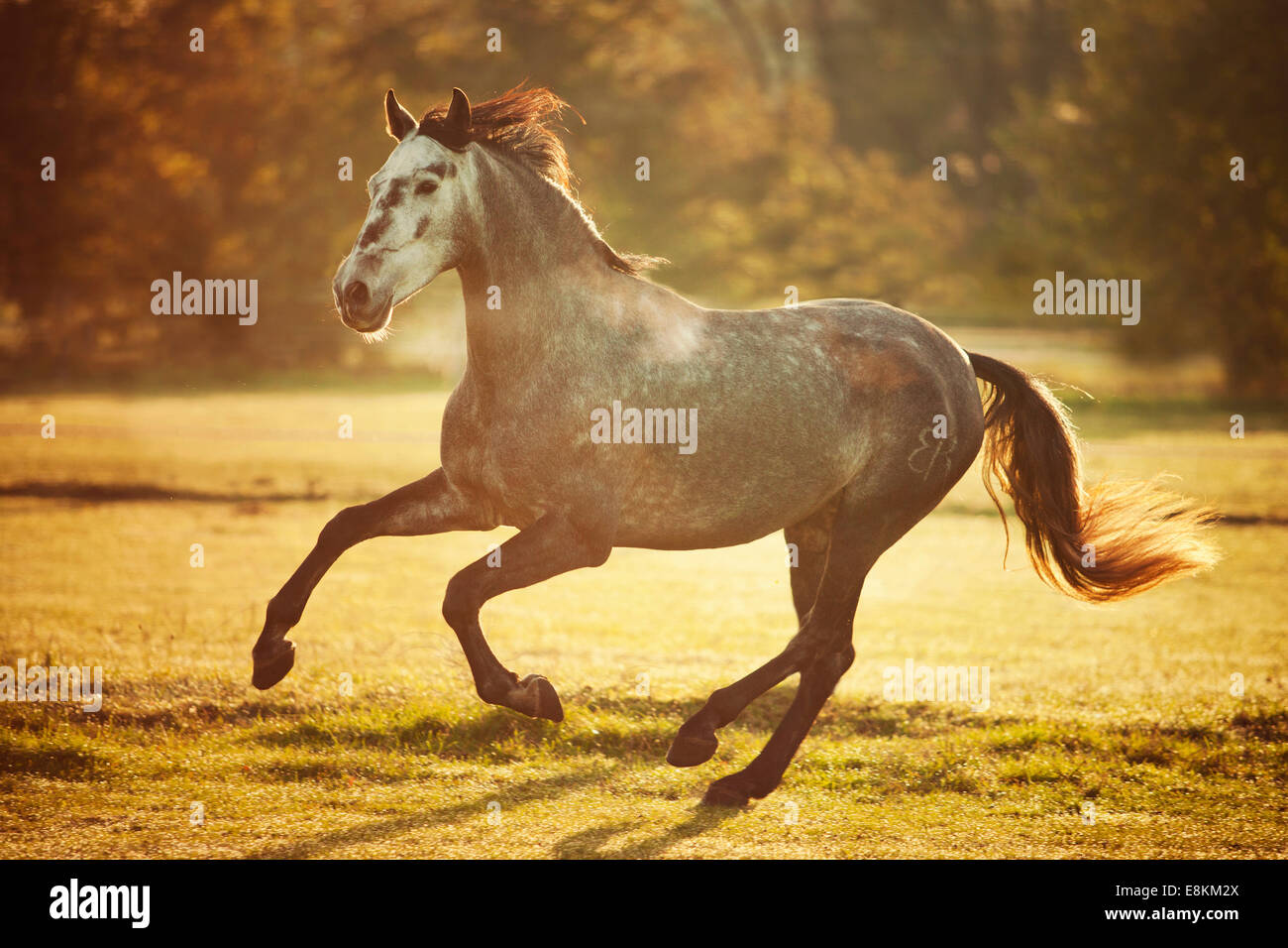 Hongre PRE, gris pommelé, en développement, cheval blanc, dans la lumière du matin d'automne, au galop on meadow Banque D'Images