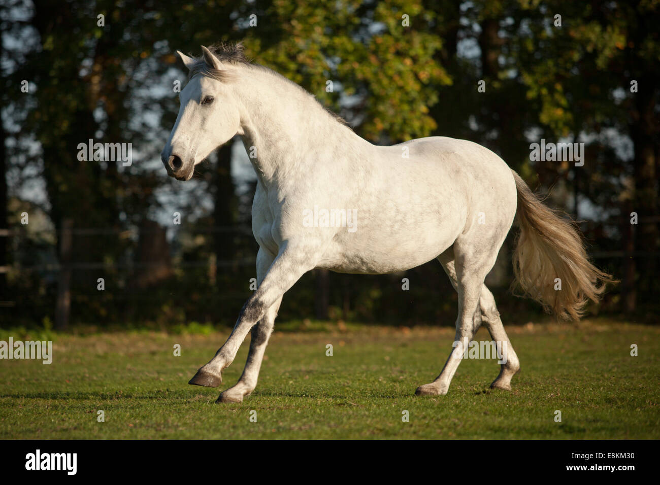 Hongre PRE, White Horse, courir dans le pré Banque D'Images
