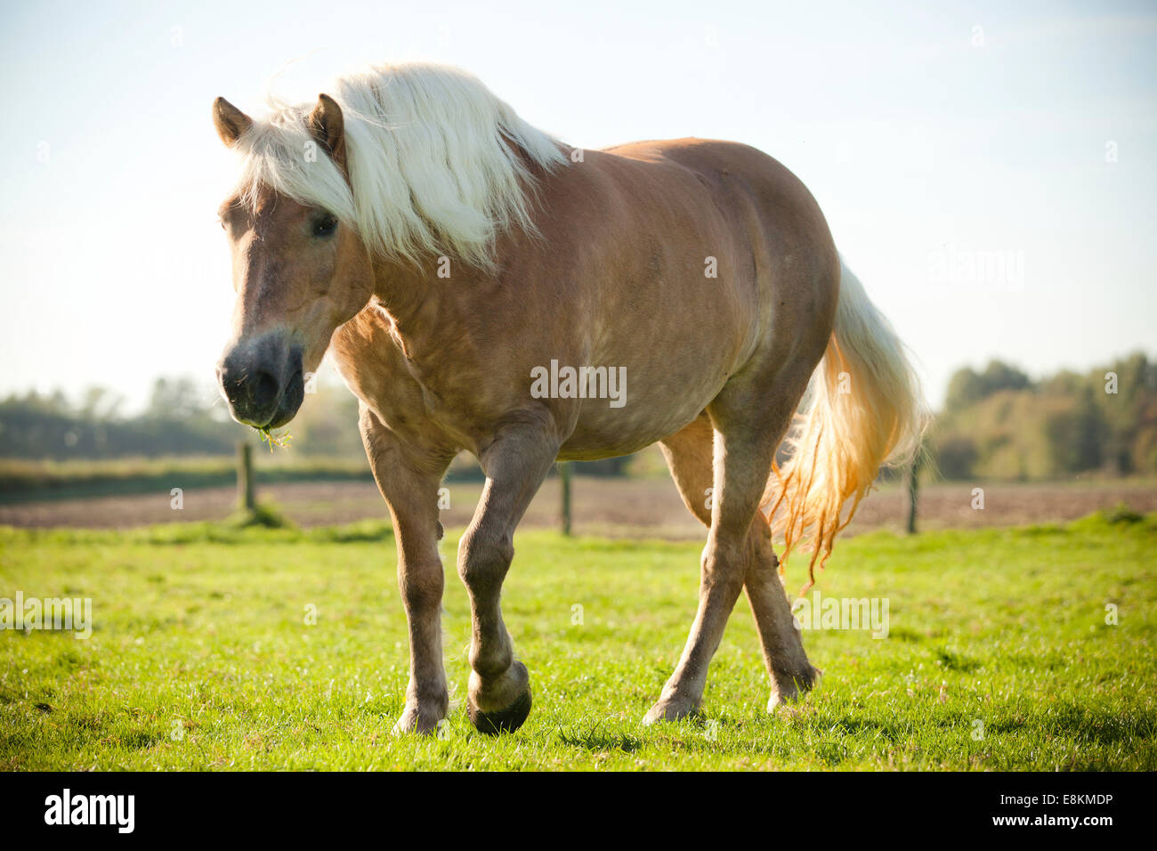 Jument Haflinger dans le pré Banque D'Images Jument Haflinger dans le pré Banque D'Images