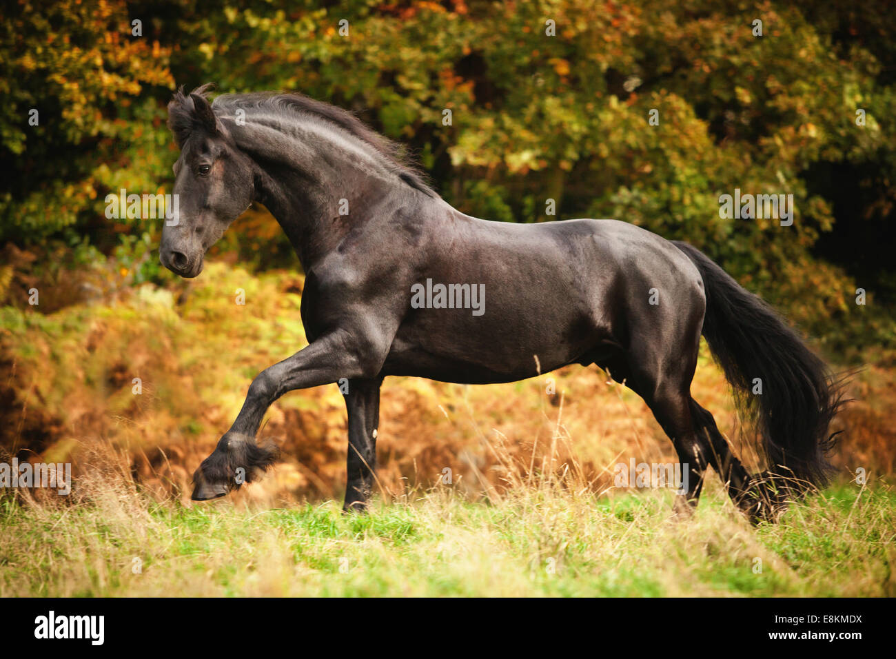 Cheval Noir, frison hongre, galopant libre on meadow Banque D'Images