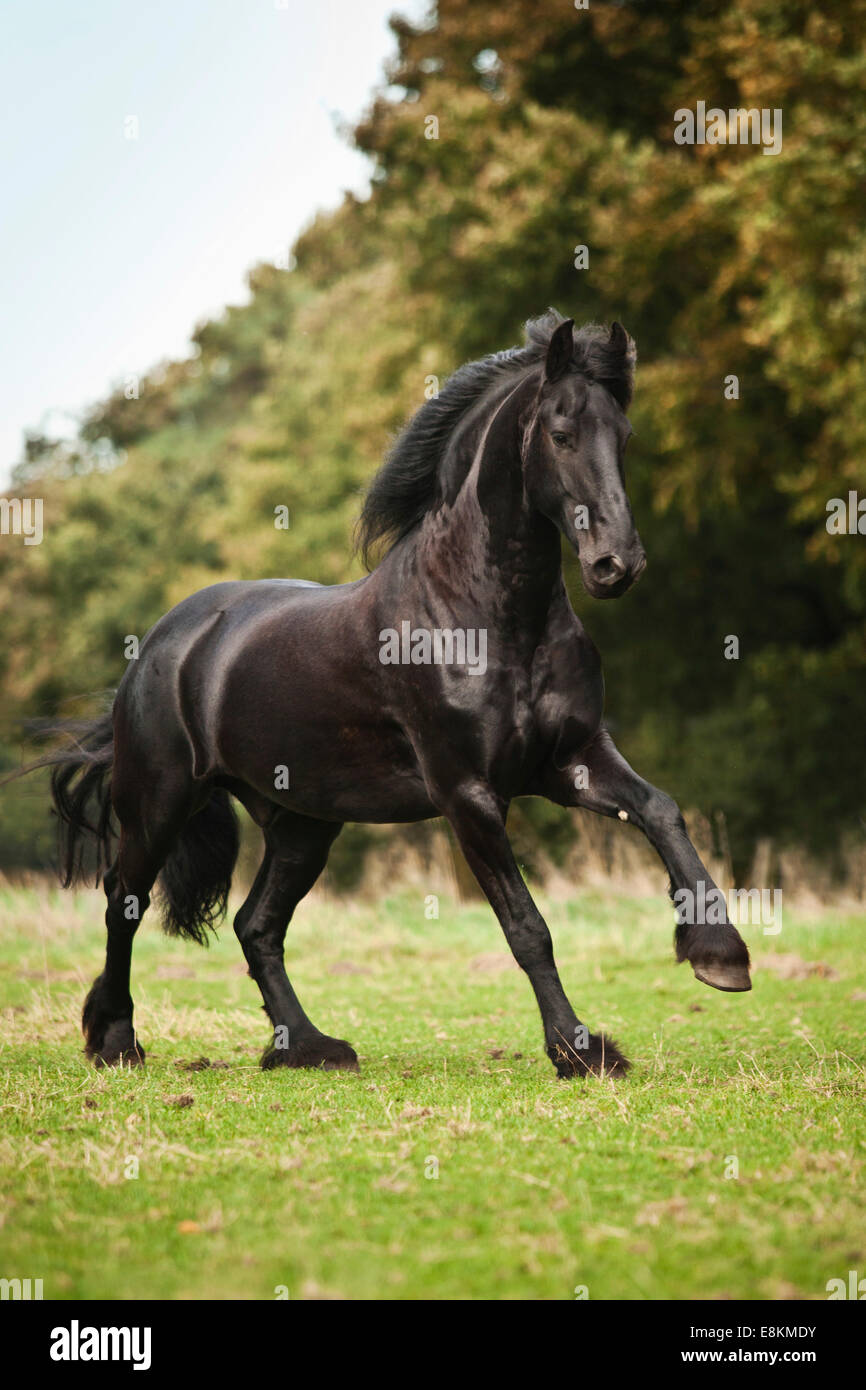 Cheval Noir, frison hongre, galopant libre on meadow Banque D'Images