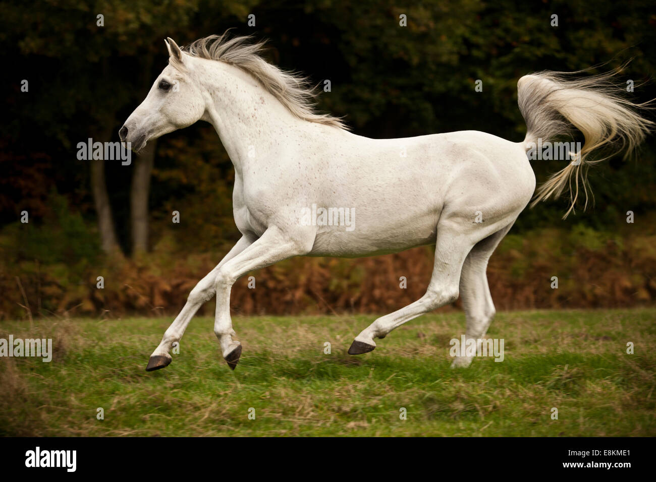 Arabe pur-sang hongre, cheval blanc, le galop on meadow Banque D'Images