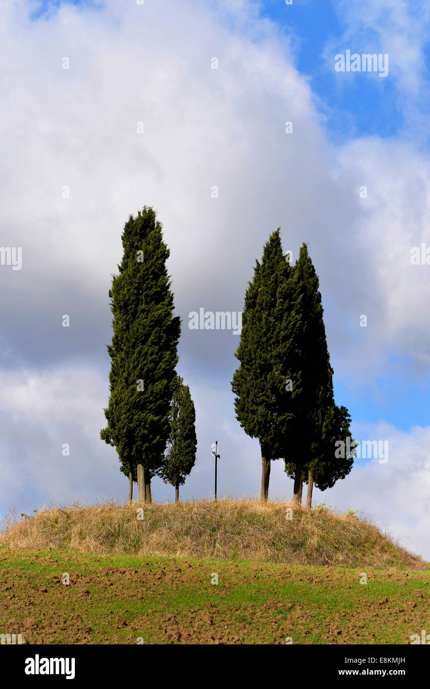 Cyprès près de San Quirico d&# 39;Orcia, Val d&# 39;Orcia, Toscane, Italie Banque D'Images