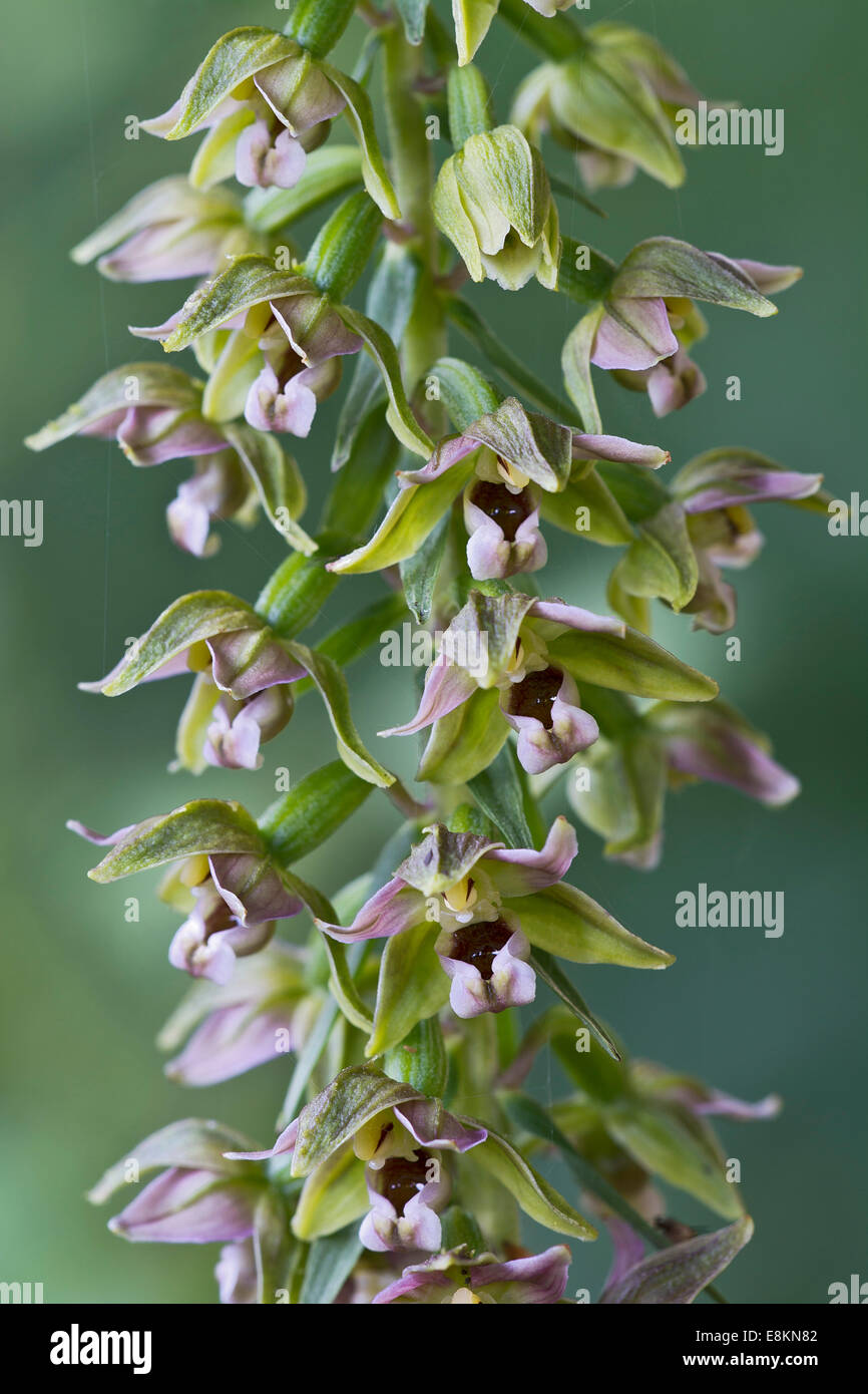 Large-leaved Helleborine (Epipactis helleborine), Burgenland, Autriche Banque D'Images