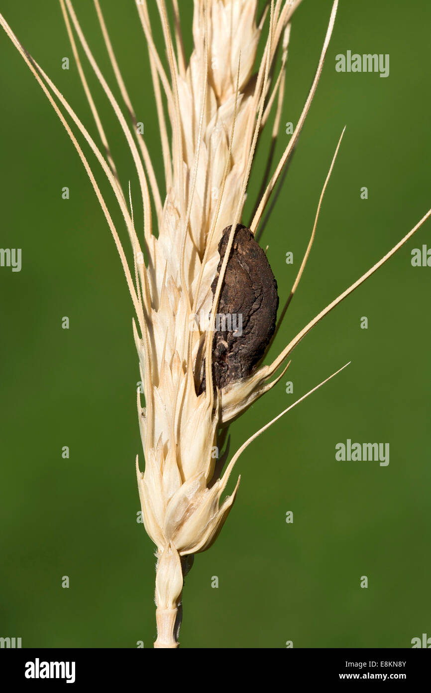 L'ergot (Claviceps purpurea), Burgenland, Autriche Banque D'Images L'ergot (Claviceps purpurea), Burgenland, Autriche Banque D'Images
