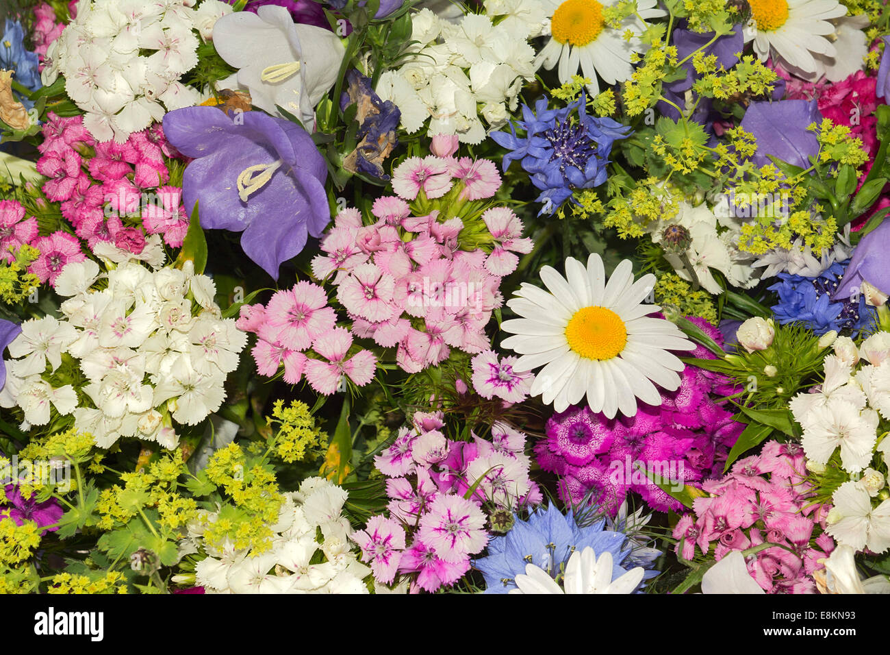 Fleurs d'été, Tyrol, Autriche Banque D'Images