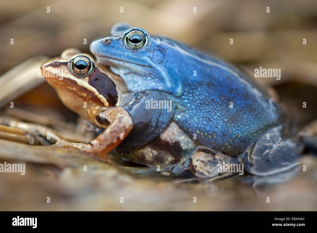 Moor grenouilles (Rana arvalis), l'accouplement, au milieu de l'Elbe, Saxe-Anhalt, Allemagne Banque D'Images