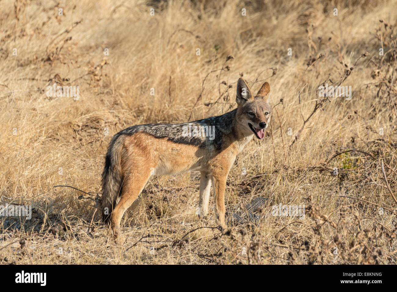 Le chacal à dos noir (Canis mesomelas) avec les proies la pintade, Etosha National Park, Namibie Banque D'Images