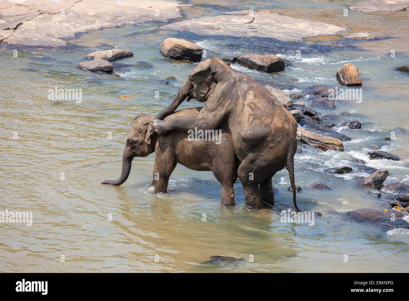 Les éléphants d'Asie (Elephas maximus) de l'Orphelinat Pinnawala Elephant dans l'accouplement, de la rivière Maha Oya, Sri Lanka Pinnawala Banque D'Images