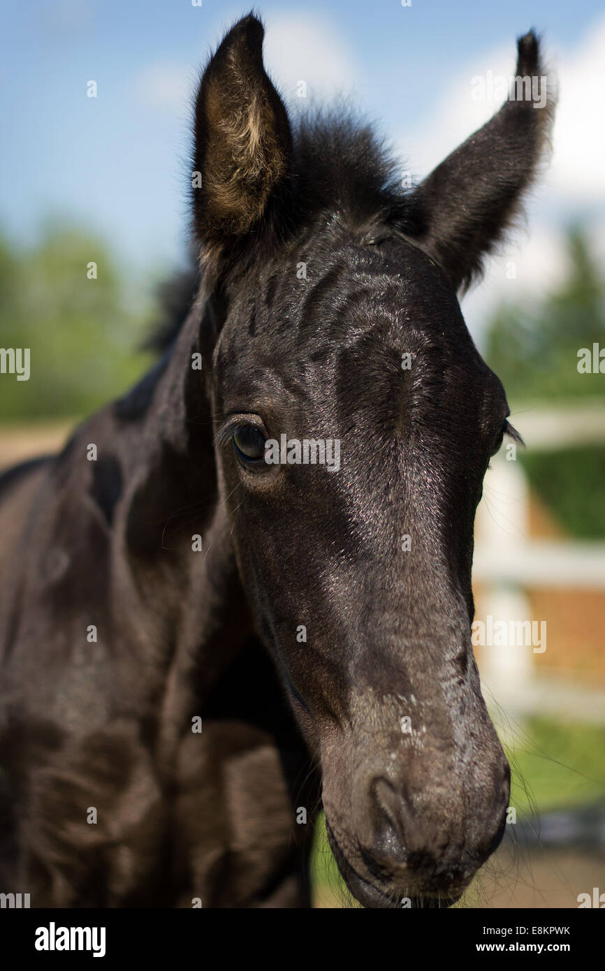 Portrait de beau poulain - cheval frison Banque D'Images