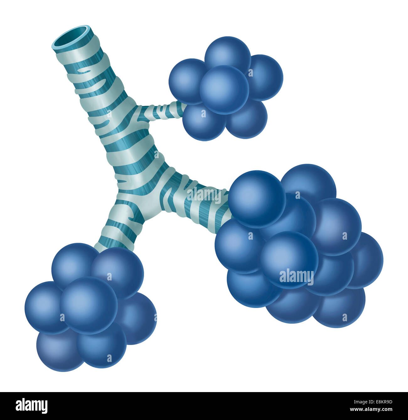 Alvéole pulmonaire. Banque D'Images