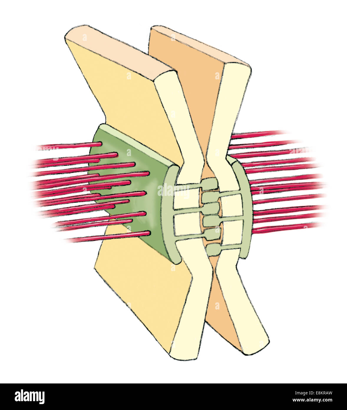 Cell junction : jonctions adherens junction. Banque D'Images
