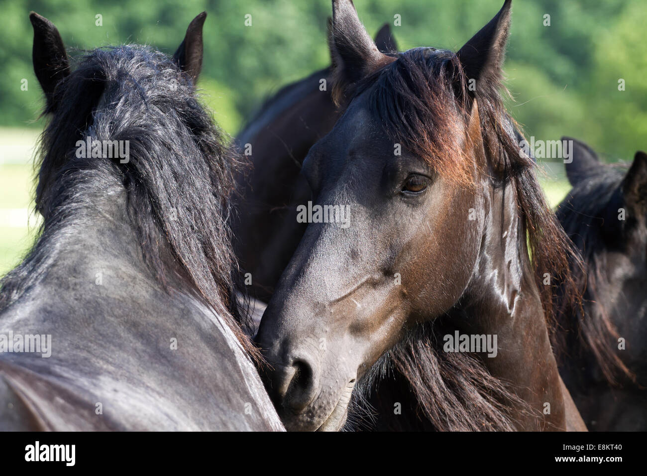 Chevaux Frisons Banque D'Images