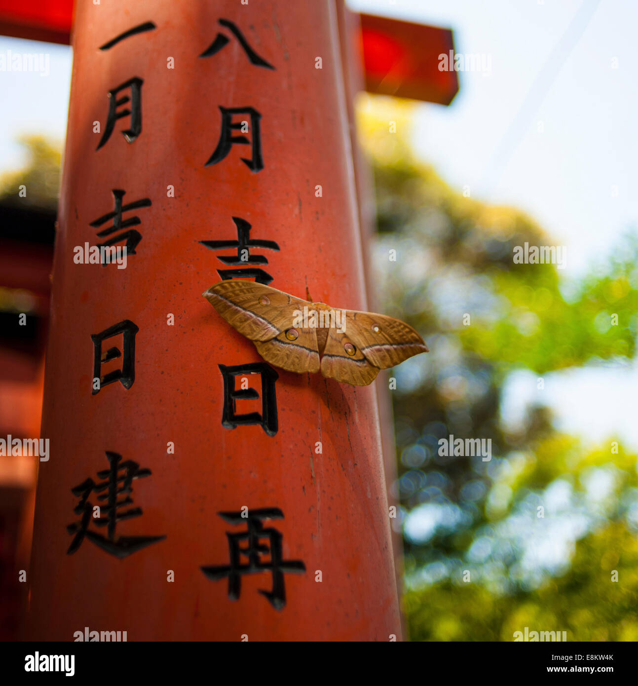 La teigne et détail de Fushimi Inari Taisha, Kyoto, Japon. Banque D'Images