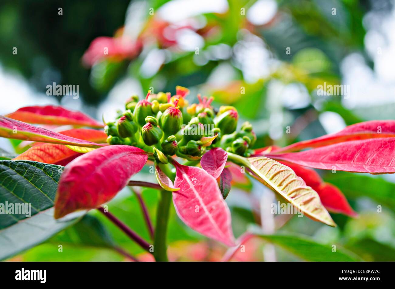 Les feuilles de couleur rouge décoré la forêt de Munnar, Kerala, Inde. Banque D'Images