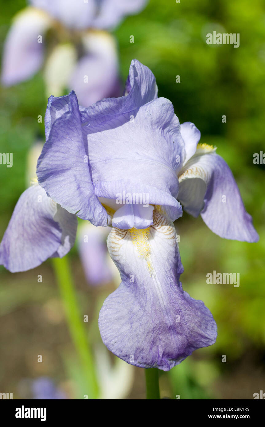 Fleur d'Iris d'un bleu pur. Iris est un genre de 260 à 300 espèces de plantes à fleurs voyantes. Mot grec pour un arc-en-ciel Banque D'Images