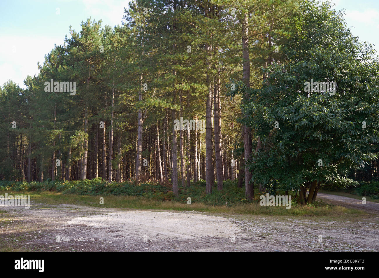 La Forêt de Rendlesham UK Suffolk Banque D'Images