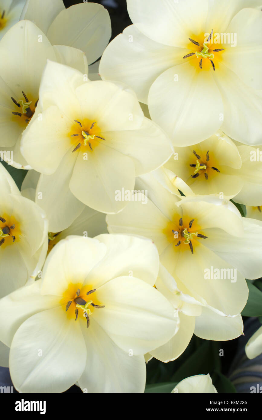 Tulipes jaune pâle dans un jardin arrière. Banque D'Images