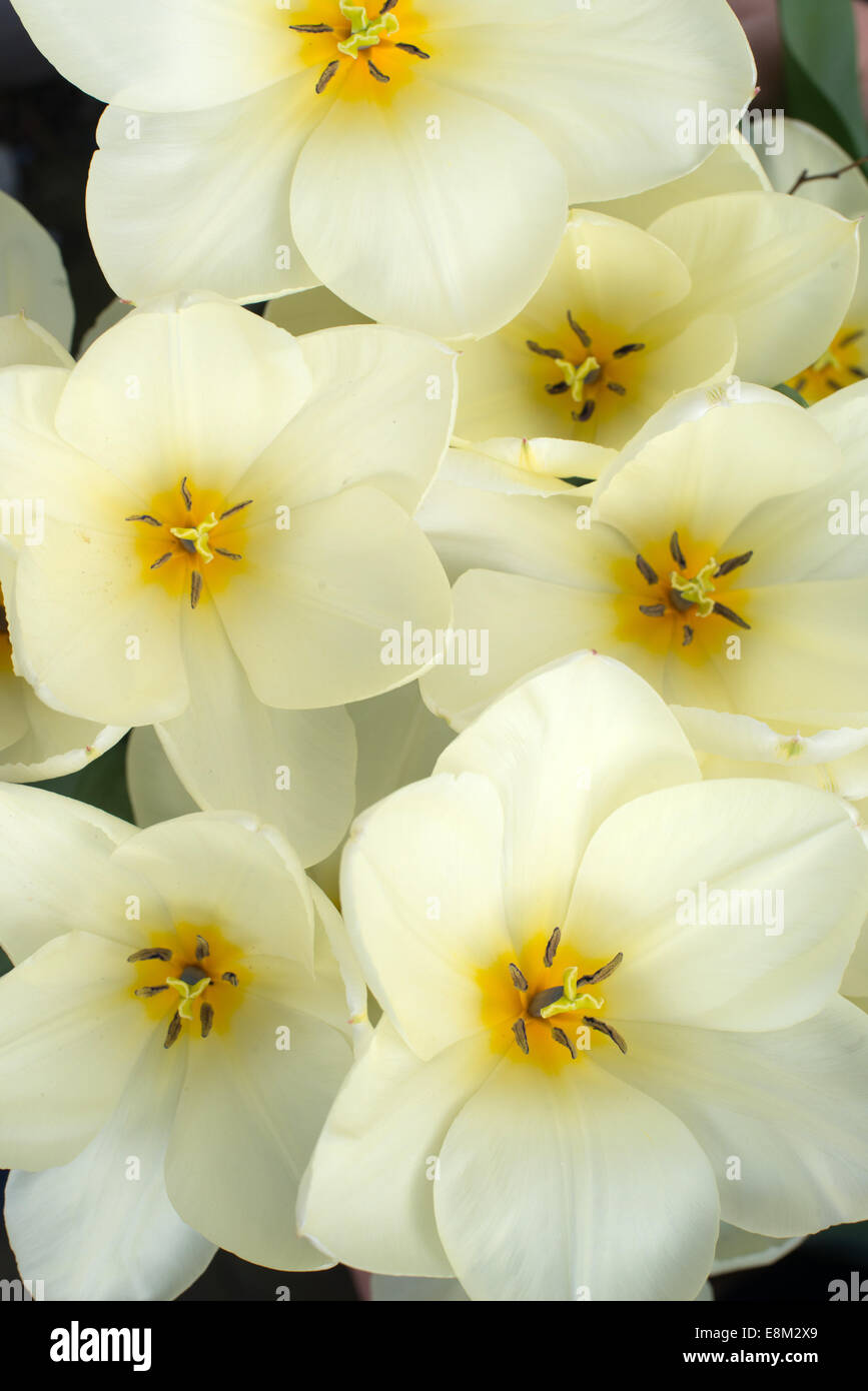 Tulipes jaune pâle dans un jardin arrière. Banque D'Images