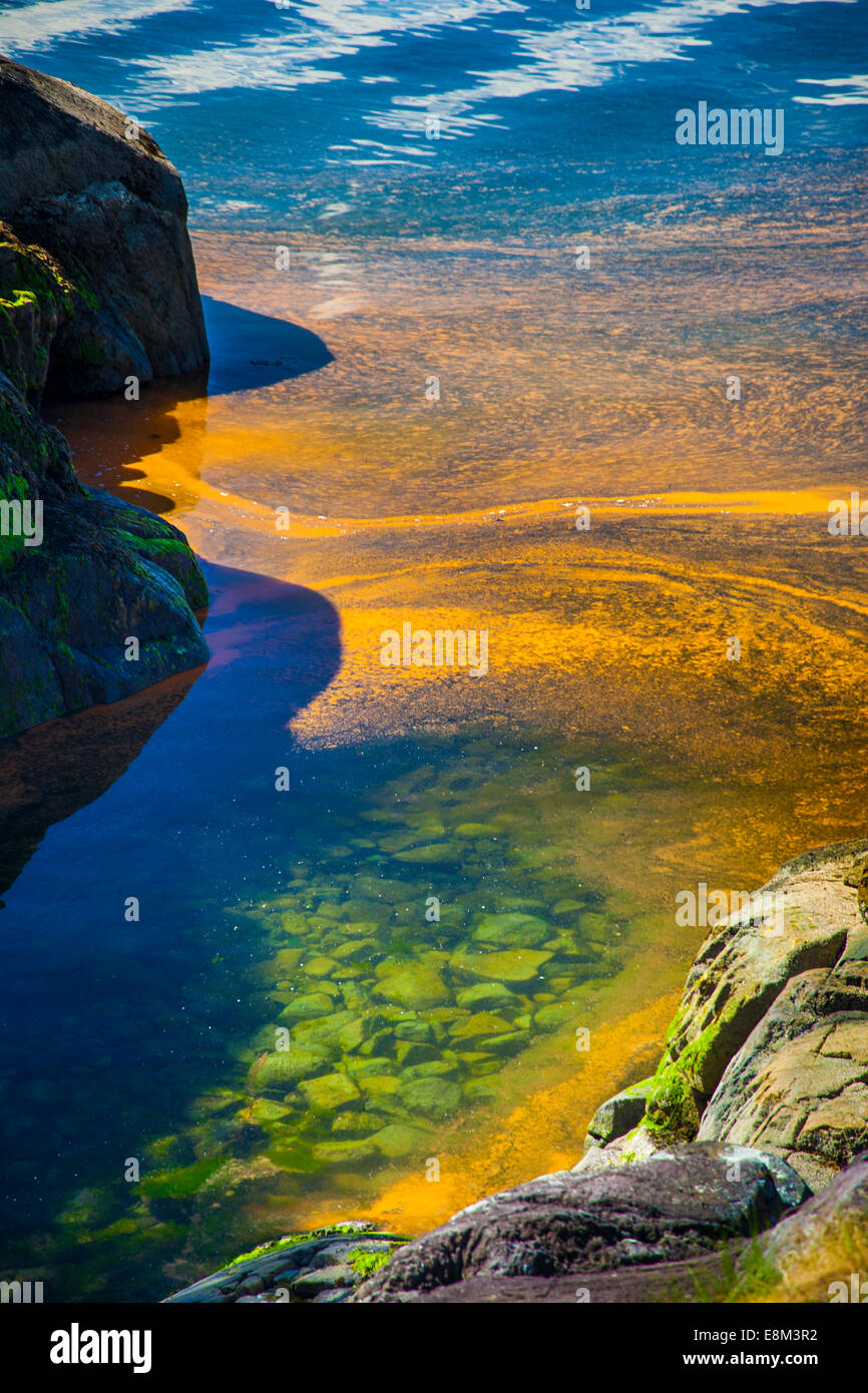 La prolifération des algues sur l'océan. À Sechelt en Colombie-Britannique sur la côte ouest du Canada une concentration d'algues rend l'eau orange. Banque D'Images