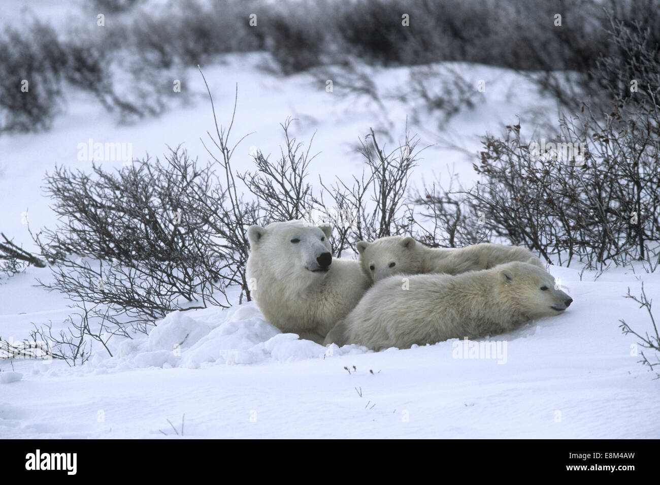 - L'ours polaire (Ursus maritimus) Banque D'Images