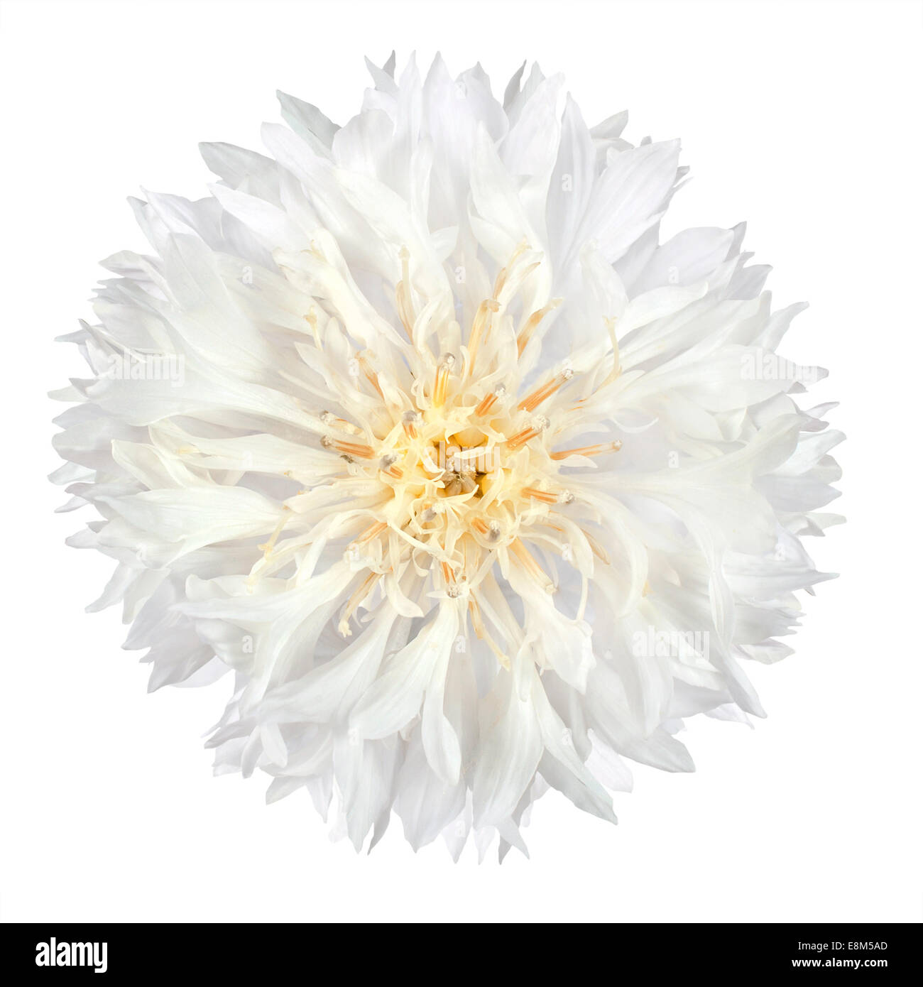 Fleur de Lys Bleu isolé sur fond blanc. Fleurs sauvages Centaurea cyanus flowerhead sur fond uni Banque D'Images