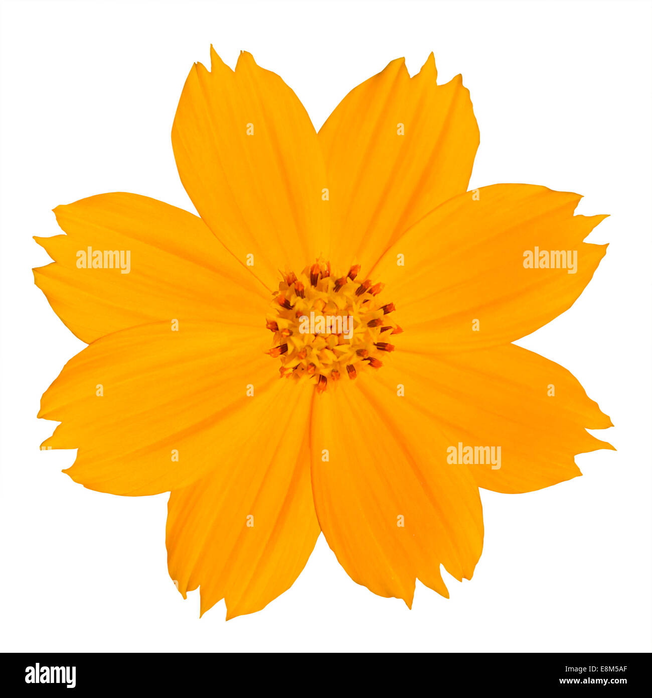 Fleur fleurs Daisy Singapour jaune isolé sur fond blanc Banque D'Images