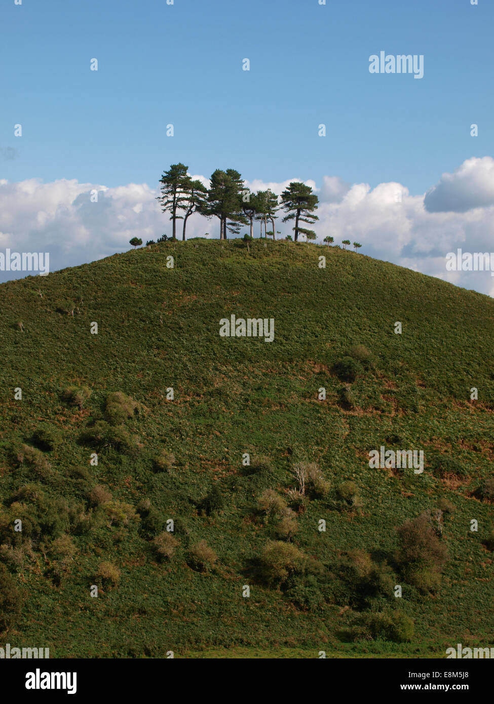 Colmer's Hill, Symondsbury, Dorset, UK Banque D'Images