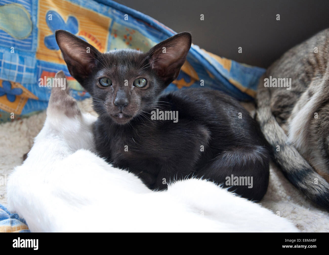A trois mois, le chaton oriental siamois noir Banque D'Images