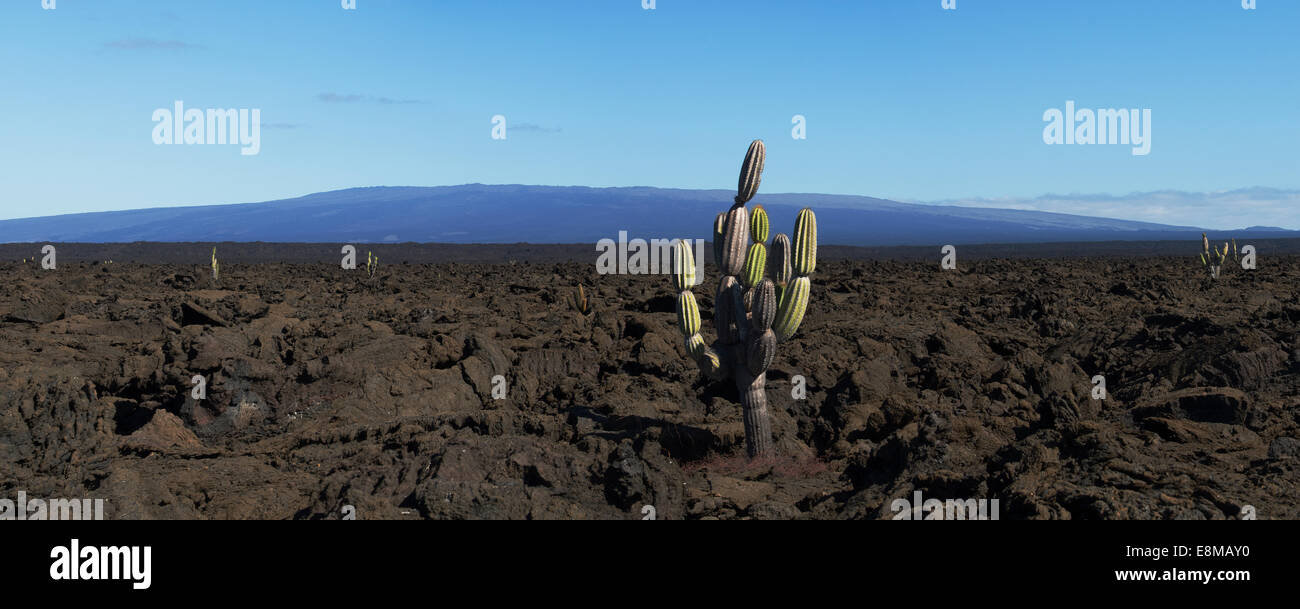 Cactus candélabres Jasminocereus thouarsii Punta Moreno île Isabela Galapagos Équateur Banque D'Images
