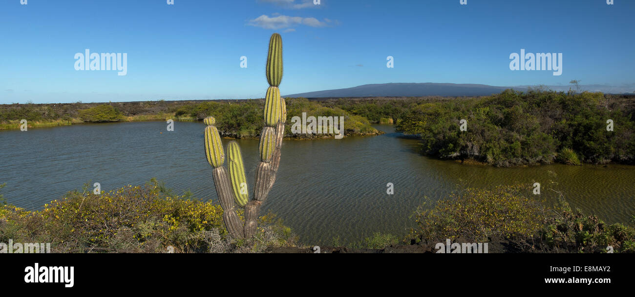 Les lagunes saumâtres et candélabres Punta Moreno île Isabela Galapagos Équateur Banque D'Images