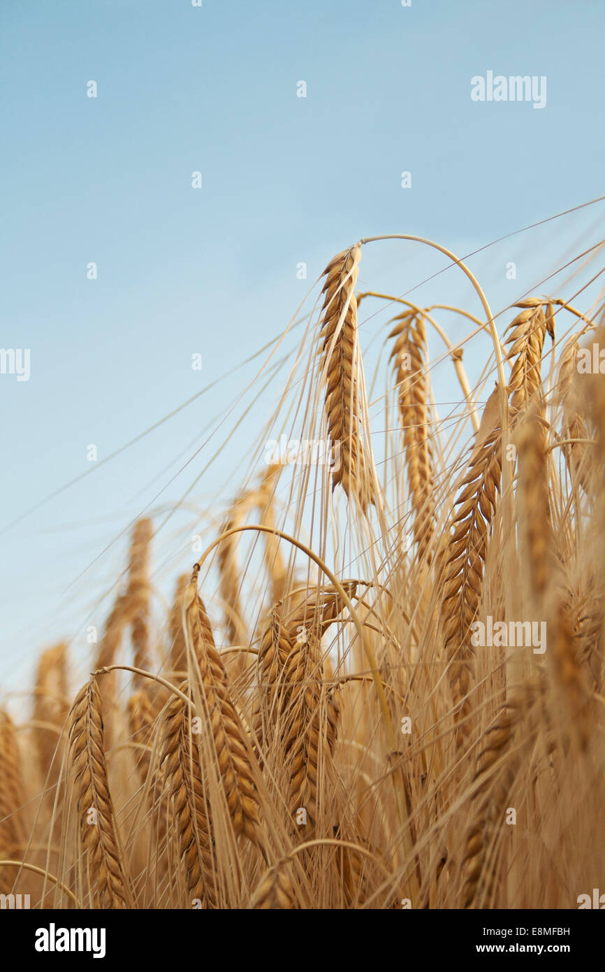 Grain d'or à un champ Banque D'Images