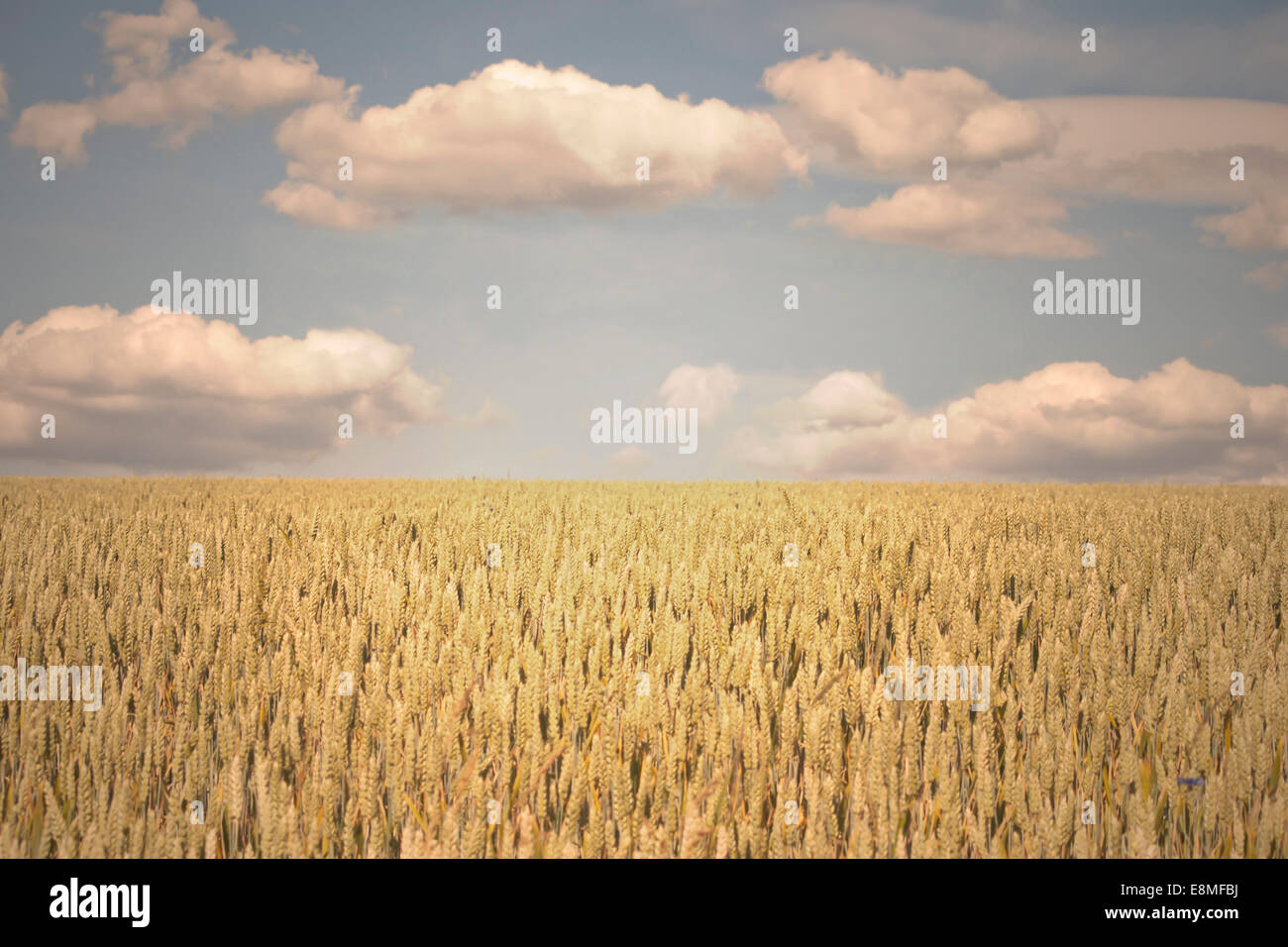 Grain d'or à un champ Banque D'Images