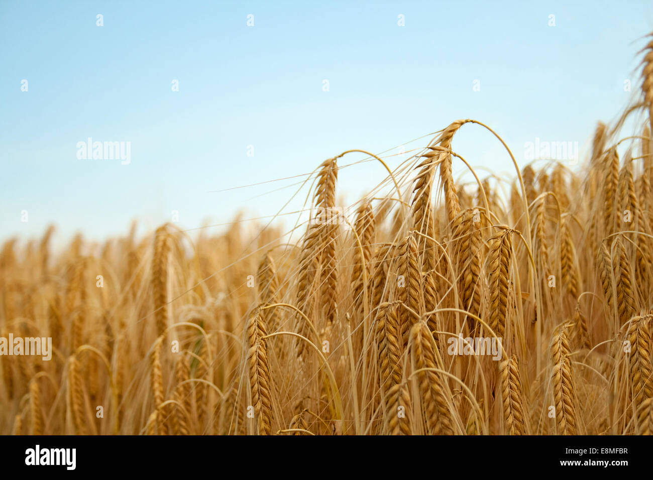 Grain d'or à un champ Banque D'Images