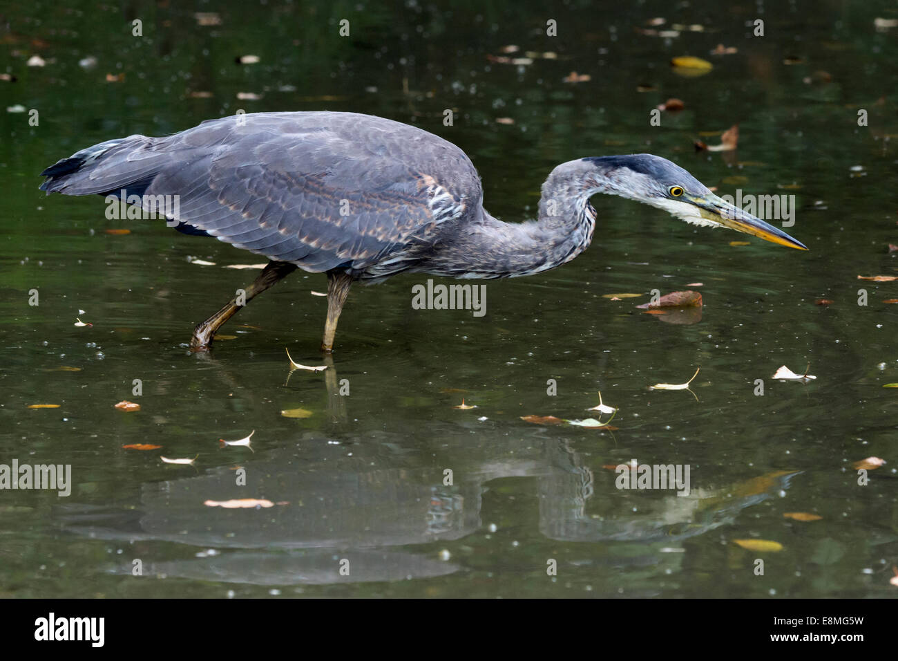 Grand héron juvénile traquant un poisson, Reifel Bird Sanctuary, Westham Island, British Columbia, Canada Banque D'Images