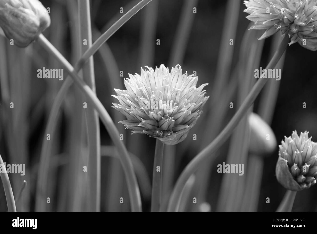 Gros plan d'une fleur de ciboulette tête parmi les paysages luxuriants - traitement monochrome Banque D'Images