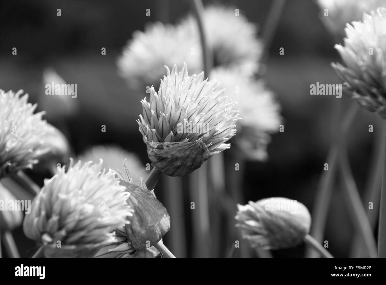 L'ouverture des fleurs de ciboulette - le traitement monochrome Banque D'Images