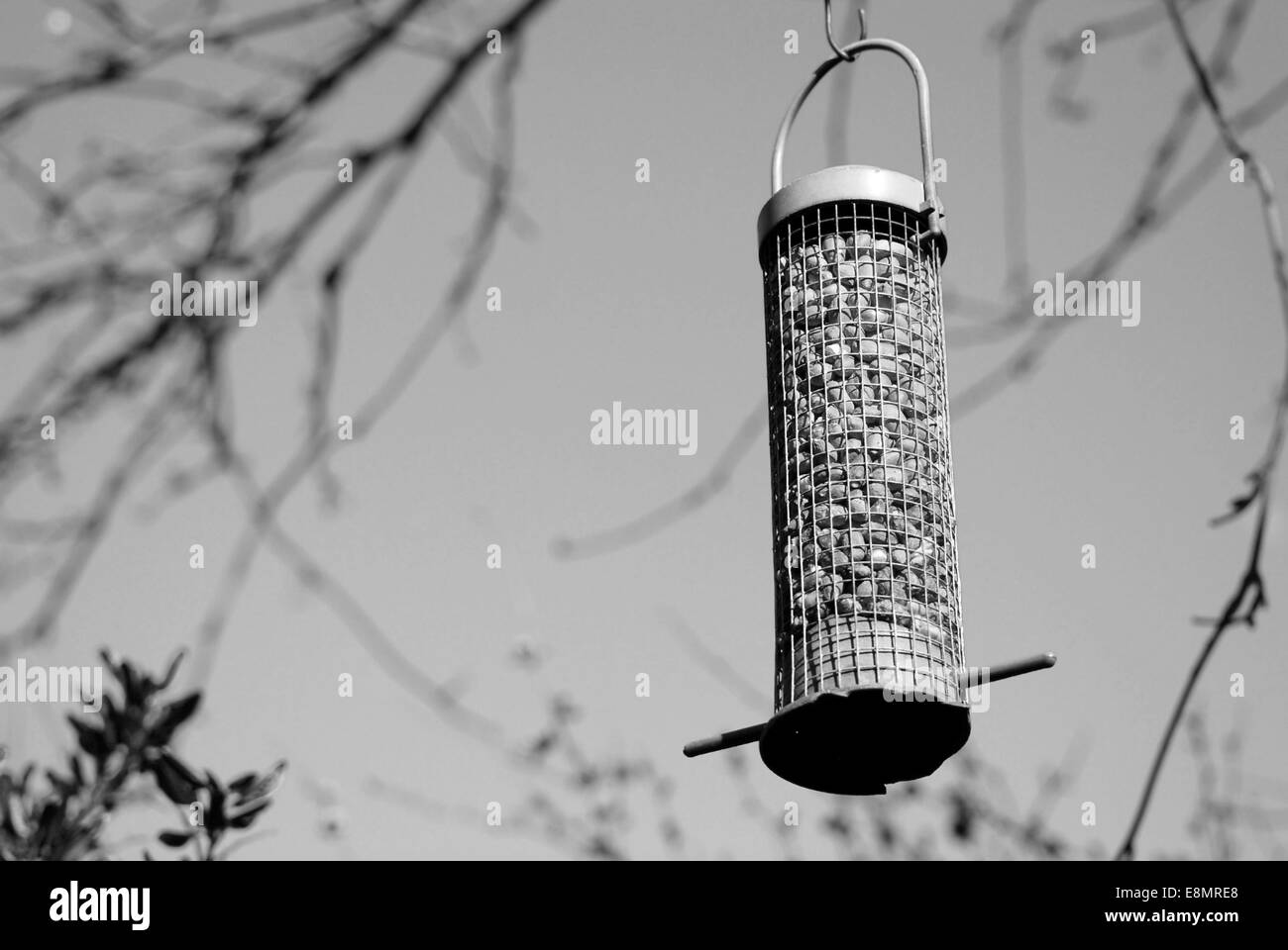 Mangeoire pleine de cacahuètes suspendu à une branche d'arbre - traitement monochrome Banque D'Images