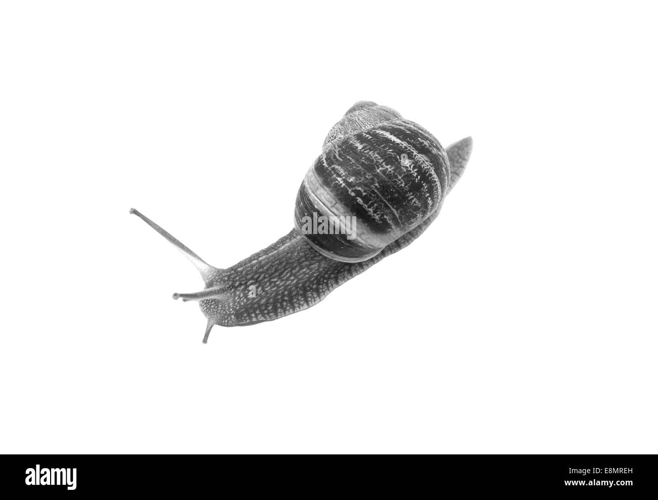 Close up d'un escargot avec tentacules étendues, isolé sur fond blanc - traitement monochrome Banque D'Images