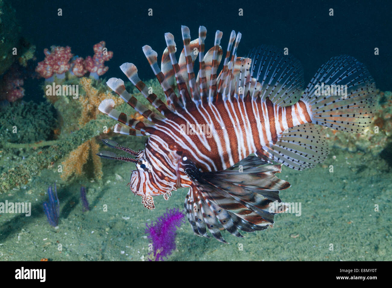 Turkeyfish Inchkape, 1, Fujeira, EAU Banque D'Images