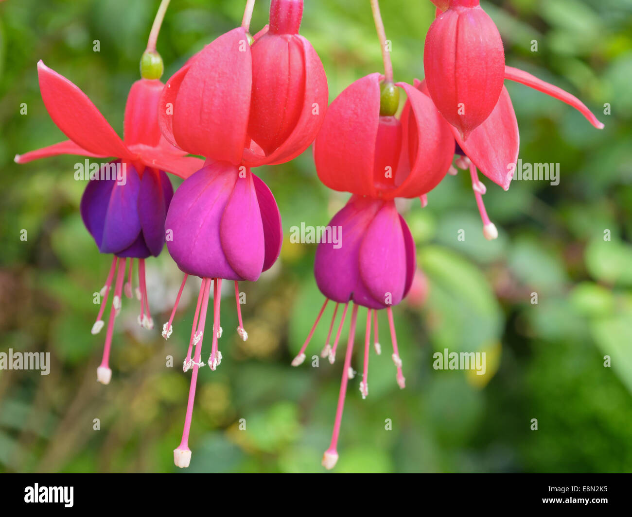 Lady's gouttes otiques ( Fuchsia ), belles fleurs exotiques qui poussent et fleurissent au froid en hiver de la Thaïlande Banque D'Images