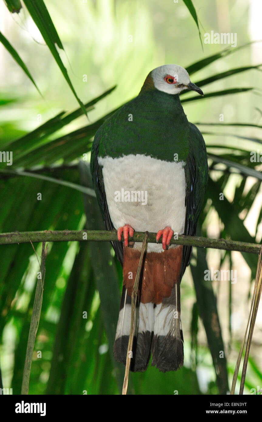 Purple-tailed pigeon impérial Ducula rufigaster, Colombidés, Papouasie occidentale, en Indonésie et en Papouasie Nouvelle Guinée Banque D'Images