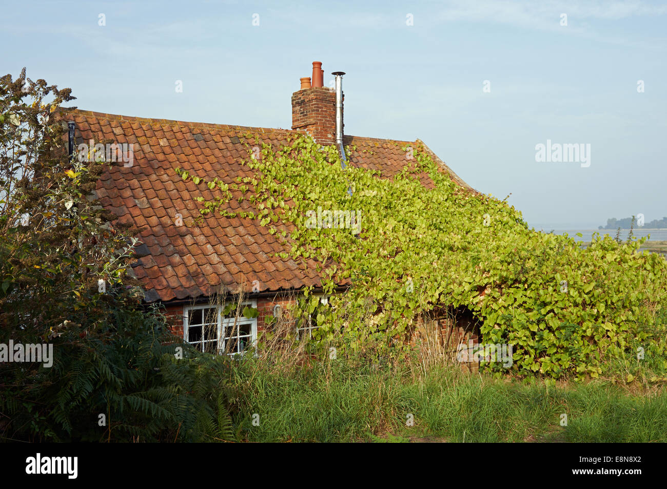 Feuillage envahi Banque de photographies et d’images à haute résolution Alamy