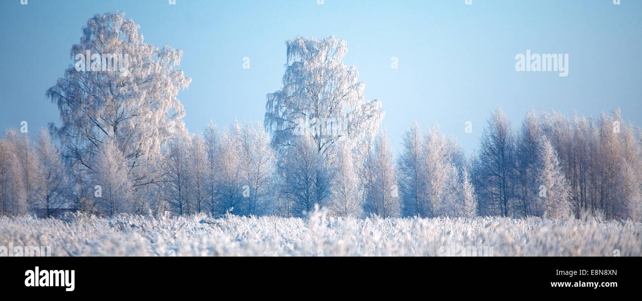Les arbres et l'herbe givrée contre un ciel bleu sur la belle journée d'hiver Banque D'Images