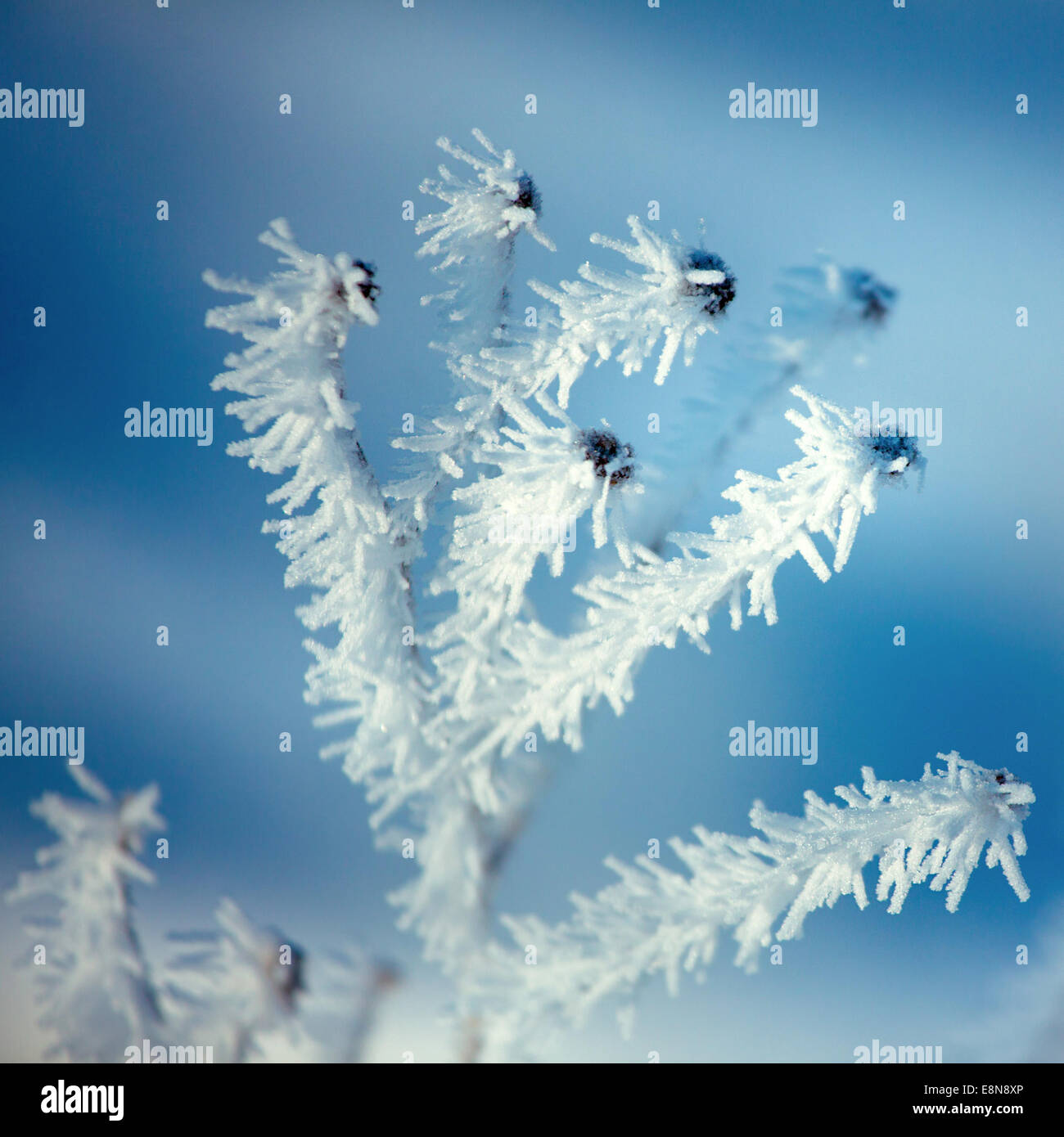 Close up of flower couverte de glace et de neige sur belle journée d'hiver Banque D'Images