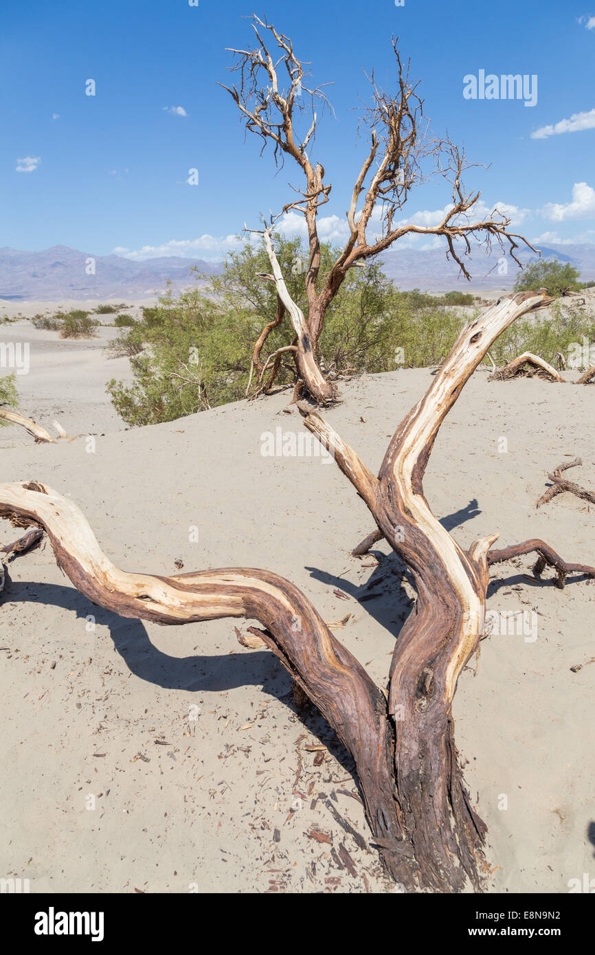 Mesquite Flat dunes de sable dans la vallée de la mort, désert de Mojave en Californie, USA Banque D'Images