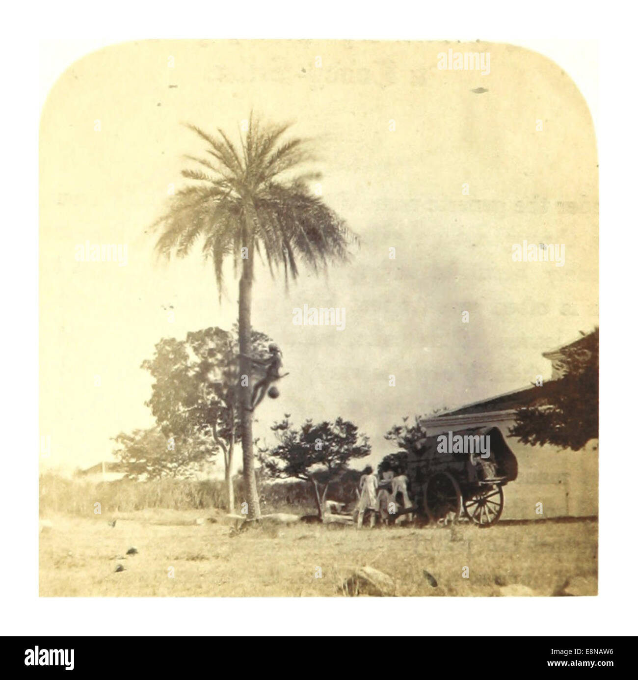 Cette illustration de 1862 de Weld représente un tiroir toddy grimpant sur un palmier, mettant en valeur les méthodes traditionnelles de collecte de la sève de palmier en Inde. Banque D'Images