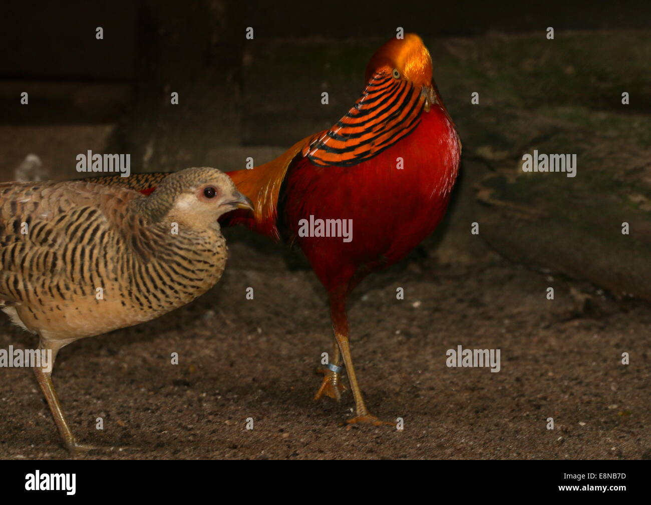 Mâle Golden masqués ou Faisan faisan chinois (Chrysolophus pictus) avec une poule Banque D'Images